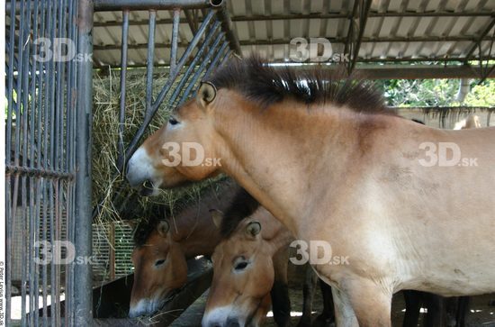 Head Animation references Horse