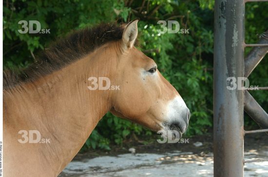 Head Animation references Horse