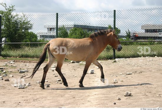 Whole Body Animation references Horse