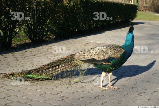 Whole Body Peacock