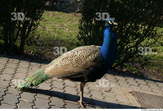 Whole Body Peacock