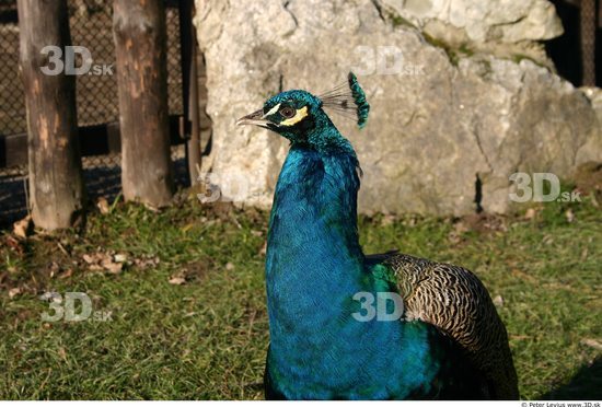 Upper Body Peacock