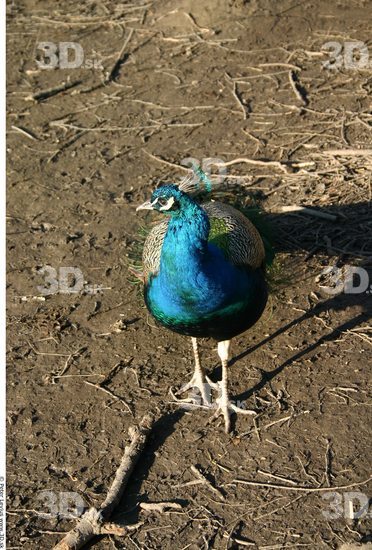 Whole Body Peacock