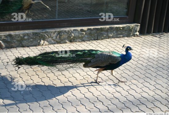 Whole Body Peacock