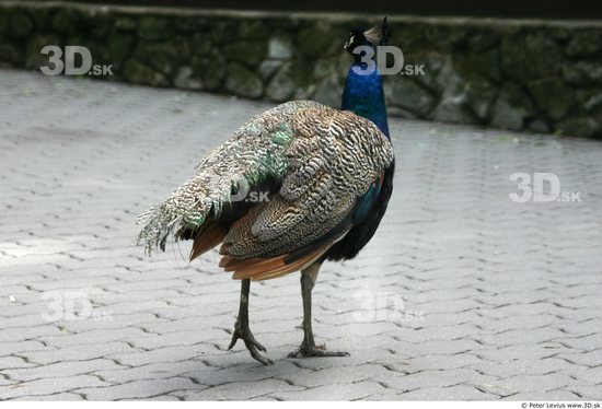 Whole Body Peacock