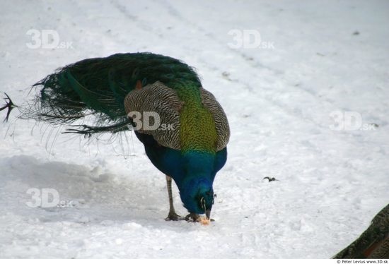 Whole Body Peacock