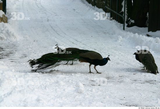 Whole Body Peacock