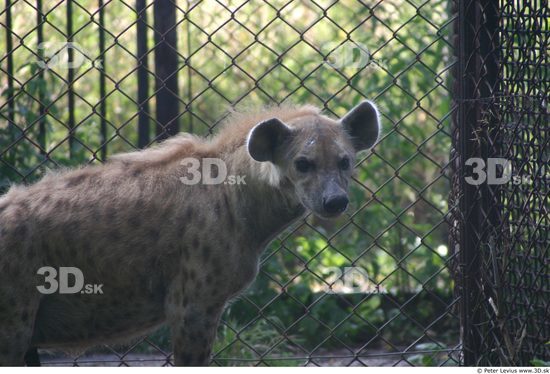 Upper Body Animation references Hyena