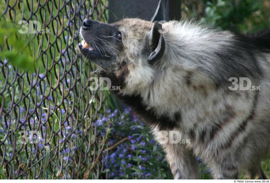 Upper Body Hyena