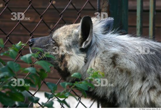 Head Hyena