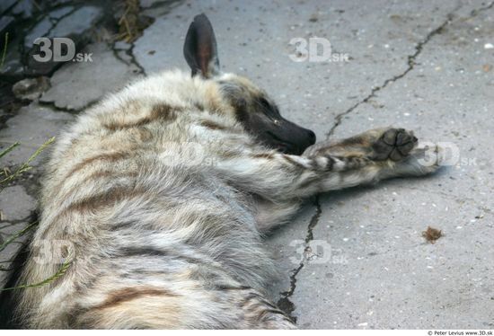 Upper Body Hyena