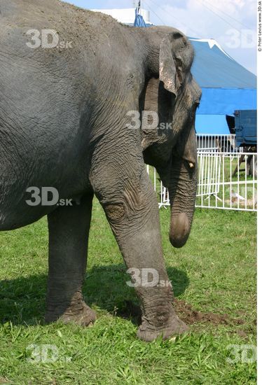 Elephant