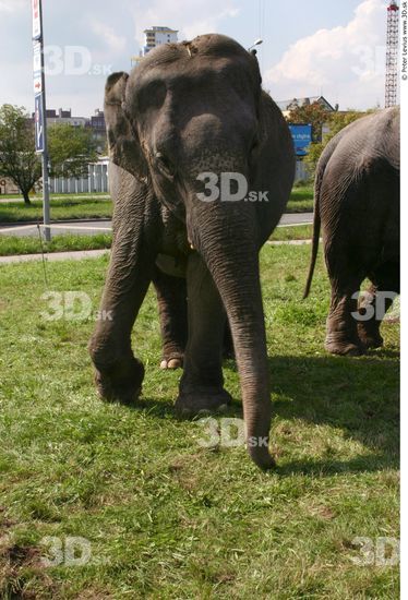 Elephant