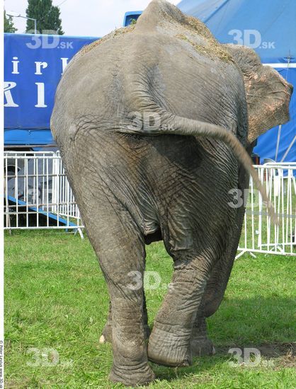 Whole Body Elephant