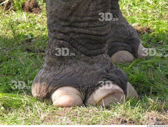 Foot Elephant