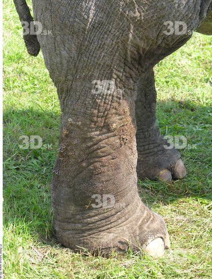 Calf Elephant