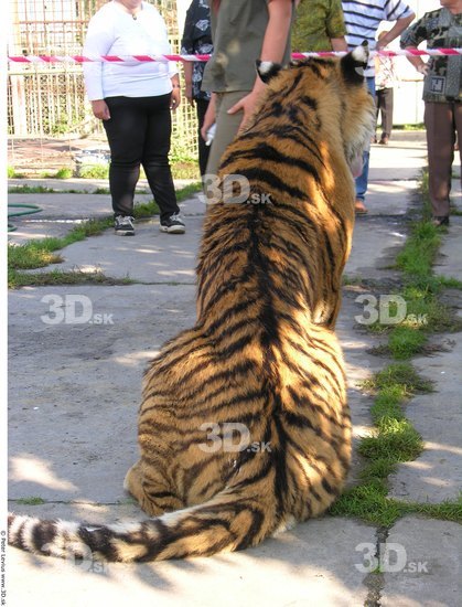 Whole Body Tiger