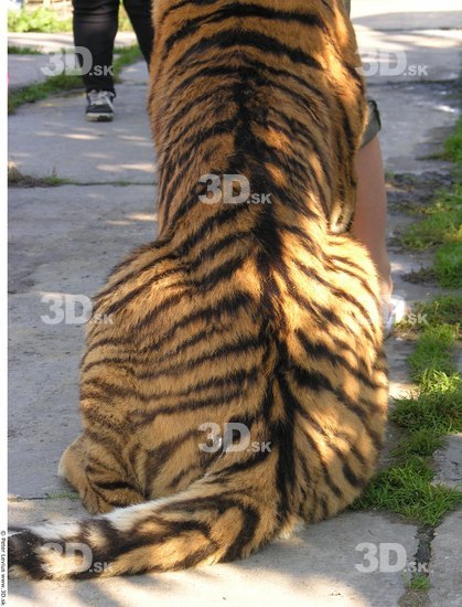 Back Tiger