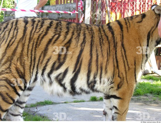 Upper Body Tiger