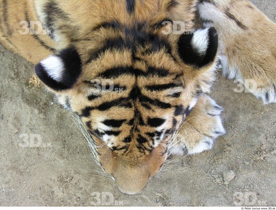 Head Tiger