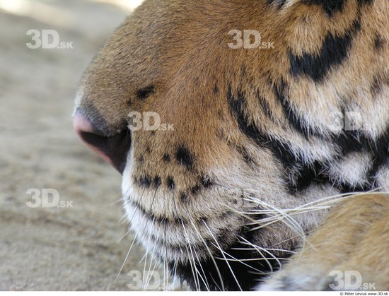 Nose Tiger