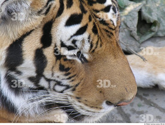 Head Tiger