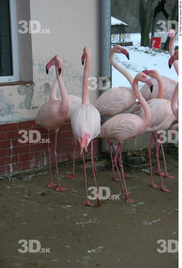 Whole Body Flamingos