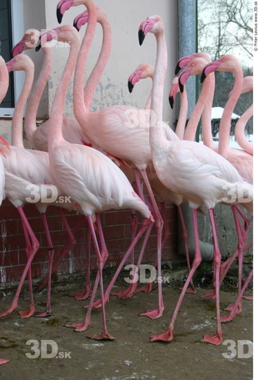 Whole Body Flamingos