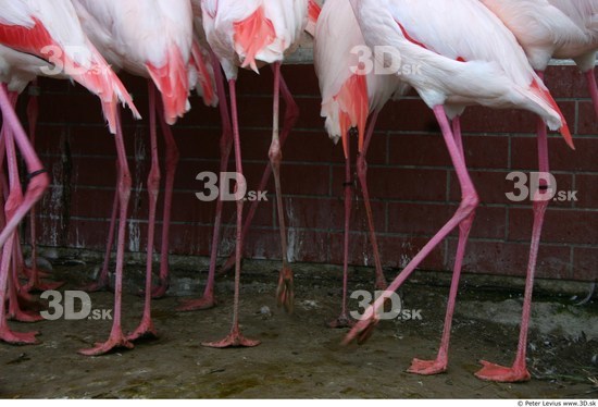 Leg Flamingos