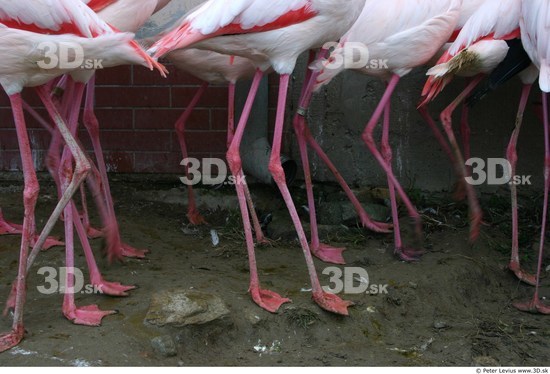 Leg Flamingos