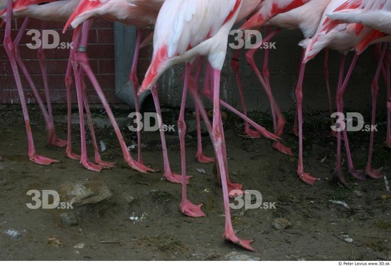 Leg Flamingos