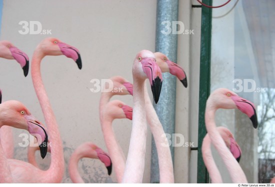 Head Flamingos