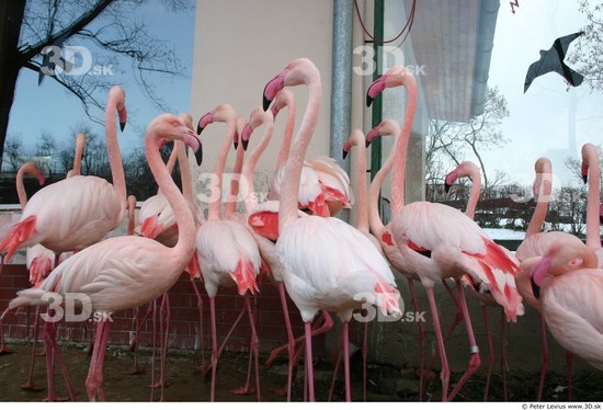 Upper Body Flamingos