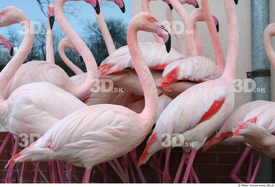 Upper Body Flamingos