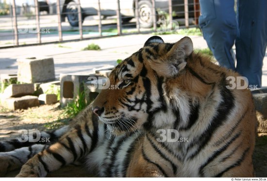 Head Tiger