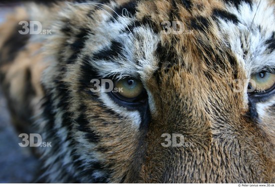 Eye Tiger