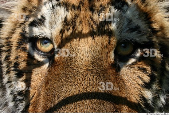 Eye Tiger