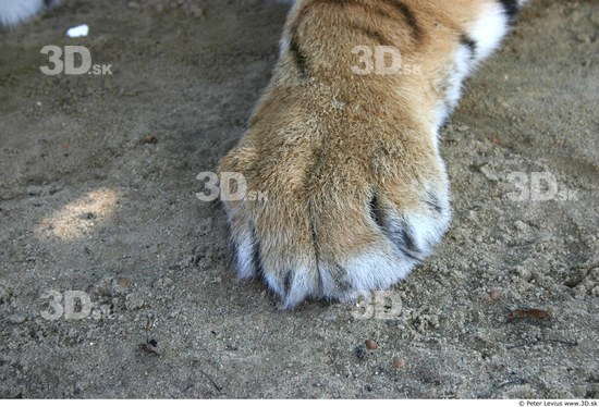 Foot Tiger