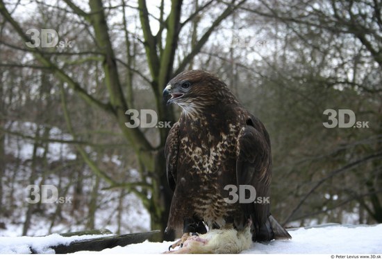 Whole Body Woman Casual Slim Buteo Animal photo references