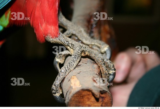 Foot Parrot