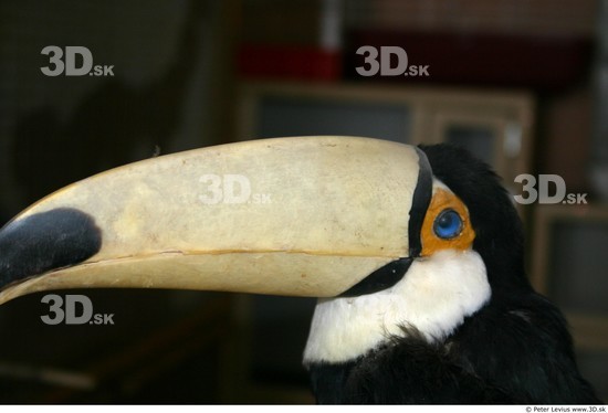 Nose Toucan