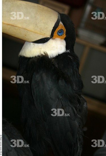 Head Toucan