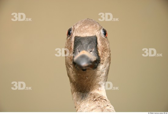 Head Goose