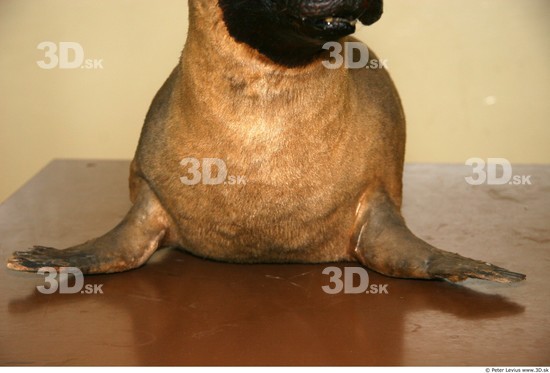 Chest Whole Body Seal Animal photo references