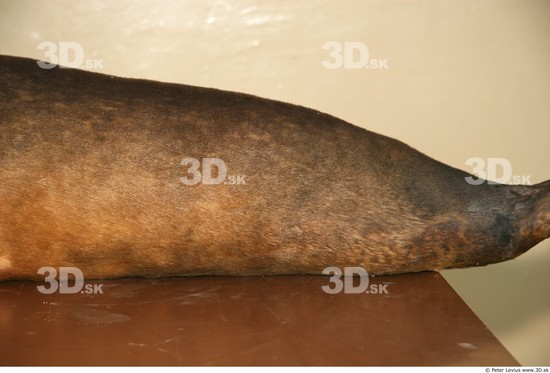 Whole Body Seal Animal photo references