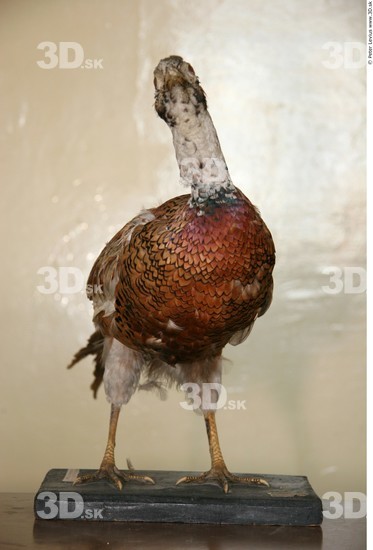 Whole Body Pheasant