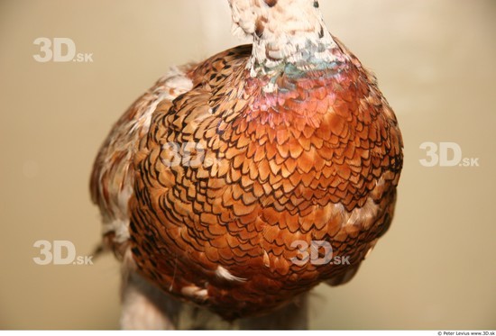 Chest Pheasant