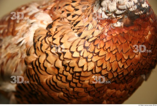 Chest Pheasant