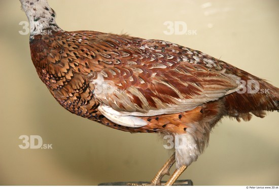 Upper Body Pheasant