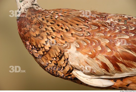 Arm Pheasant